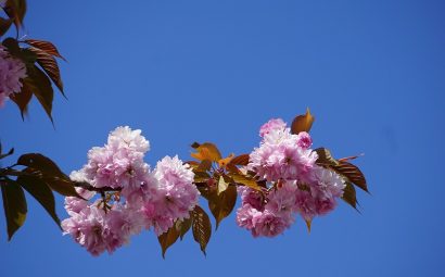 Cerisier japonais, les Délices de Tokyo, Dorian Sukegawa